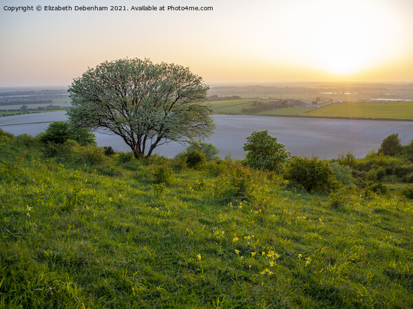 Whitebeam tree at Steps Hill, Ivinghoe Picture Board by Elizabeth Debenham