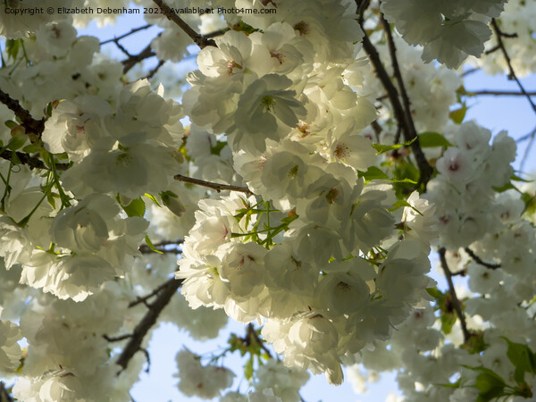 White Flowering Cherry Blossom Picture Board by Elizabeth Debenham