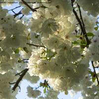 Buy canvas prints of White Flowering Cherry Blossom by Elizabeth Debenham