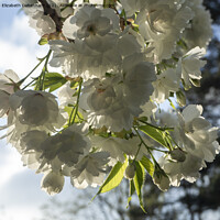 Buy canvas prints of White Flowering Cherry Blossom by Elizabeth Debenham