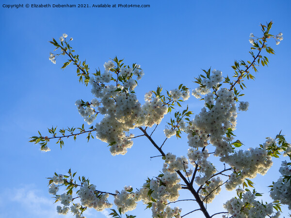Beautiful white flowering cherry blossom Picture Board by Elizabeth Debenham