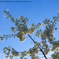 Buy canvas prints of Beautiful white flowering cherry blossom by Elizabeth Debenham