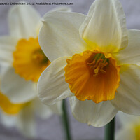 Buy canvas prints of Daffodils; Siempre Avanti by Elizabeth Debenham