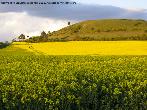 Ivinghoe Beacon rising from yellow rapeseed Picture Board by Elizabeth Debenham