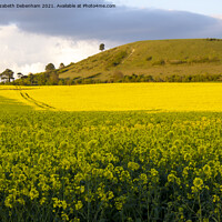 Buy canvas prints of Ivinghoe Beacon rising from yellow rapeseed by Elizabeth Debenham