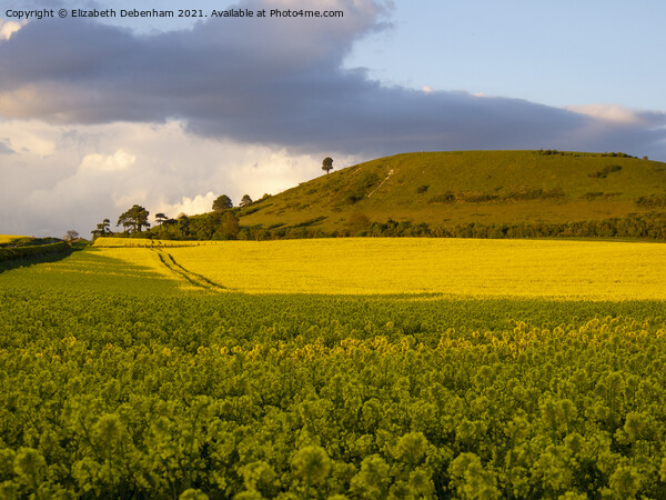 Ivinghoe Beacon and yellow rapeseed field Picture Board by Elizabeth Debenham