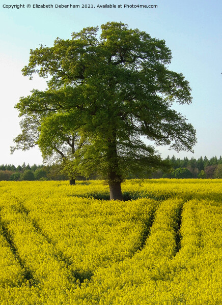 Oak trees in a Yellow Rapeseed Field Picture Board by Elizabeth Debenham