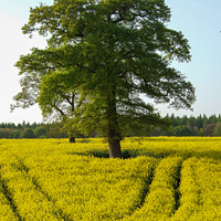 Buy canvas prints of Oak trees in a Yellow Rapeseed Field by Elizabeth Debenham