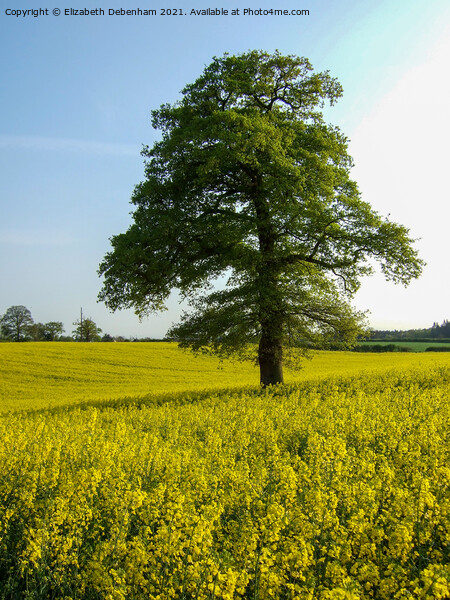 Oak trees in a field of Yellow Rapeseed Flowers Picture Board by Elizabeth Debenham