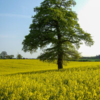 Buy canvas prints of Oak trees in a field of Yellow Rapeseed Flowers by Elizabeth Debenham