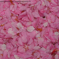 Buy canvas prints of Floral Abstract by Elizabeth Debenham