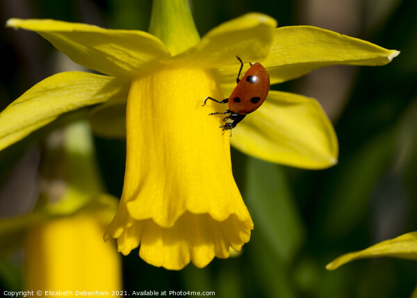 7 Spot Ladybird on Daffodil Picture Board by Elizabeth Debenham