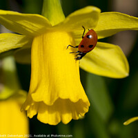 Buy canvas prints of 7 Spot Ladybird on Daffodil by Elizabeth Debenham
