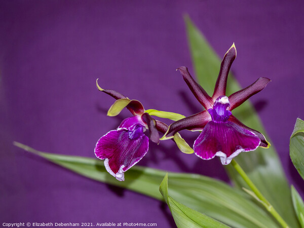 Zygopetalum Orchid Picture Board by Elizabeth Debenham