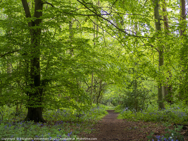 Path through Woodland Glade in Spring Picture Board by Elizabeth Debenham