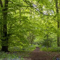 Buy canvas prints of Path through Woodland Glade in Spring by Elizabeth Debenham