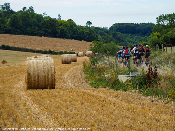 Cycling through farmland in the Chilterns Picture Board by Elizabeth Debenham