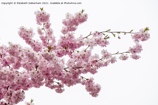 Beautiful Prunus Blossom Spray Picture Board by Elizabeth Debenham