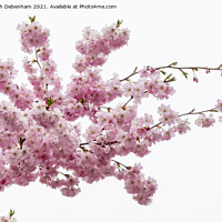 Buy canvas prints of Beautiful Prunus Blossom Spray by Elizabeth Debenham