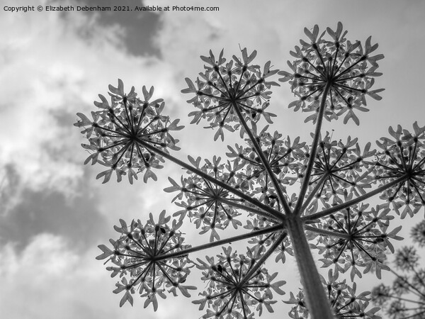Black and White Common Hogweed Picture Board by Elizabeth Debenham