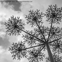 Buy canvas prints of Black and White Common Hogweed by Elizabeth Debenham