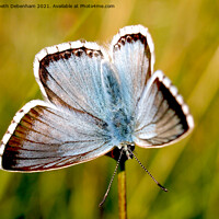 Buy canvas prints of Chalkhill Blue Butterfly. by Elizabeth Debenham