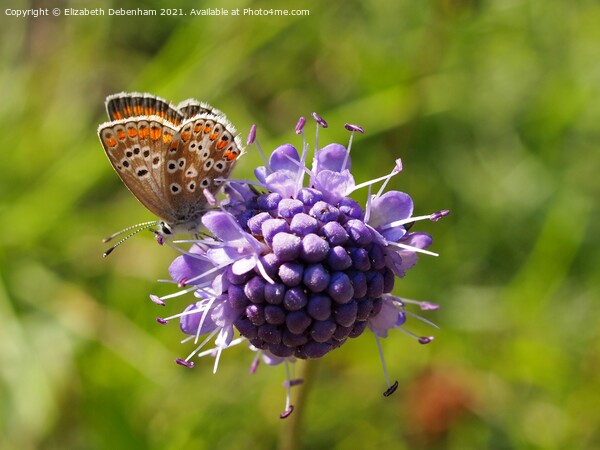 Brown Argus Butterfly on Scabious Picture Board by Elizabeth Debenham