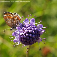 Buy canvas prints of Brown Argus Butterfly on Scabious by Elizabeth Debenham