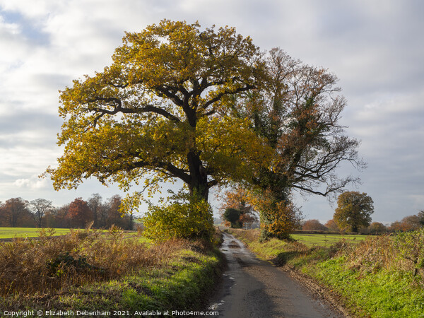 Autumn Oak Trees in the Lane Picture Board by Elizabeth Debenham
