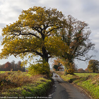 Buy canvas prints of Autumn Oak Trees in the Lane by Elizabeth Debenham