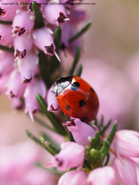 Ladybird on Purple heather Picture Board by Elizabeth Debenham