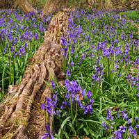 Buy canvas prints of Bluebell Forest by Matt Cottam