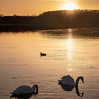 Buy canvas prints of Swan Sunrise by Matt Cottam