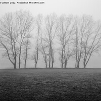 Buy canvas prints of Trees in the mist by Matt Cottam