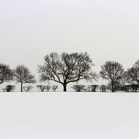 Buy canvas prints of Winter Trees by Matt Cottam