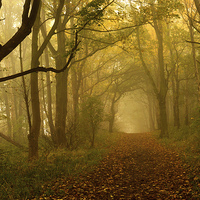 Buy canvas prints of  Misty Autumn Woods by Matt Cottam