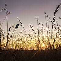 Buy canvas prints of Grassland Sunset by Matt Cottam