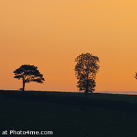 Buy canvas prints of Five single trees at sunset on a hillside by Chris Warren