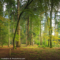 Buy canvas prints of New Forest Hampshire England by Chris Warren