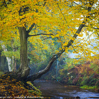Buy canvas prints of Woodland walk by the river in the New Forest  by Chris Warren