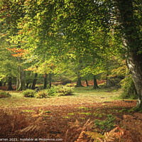 Buy canvas prints of Woodland walk in the New Forest Hampshire England by Chris Warren