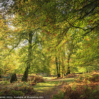 Buy canvas prints of Woodland walk in the New Forest Hampshire England by Chris Warren