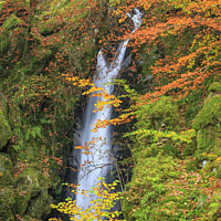 Buy canvas prints of Stock Ghyll Force Waterfall Lake District in Autum by Chris Warren
