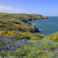 Buy canvas prints of Spring Flowers on the coast path in Pembrokeshire by Chris Warren