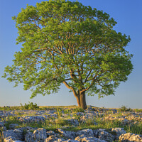 Buy canvas prints of Lone tree on Gordale Scar Yorkshire by Chris Warren