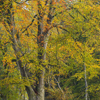 Buy canvas prints of Woodland New Forest Hampshire England in autumn  by Chris Warren