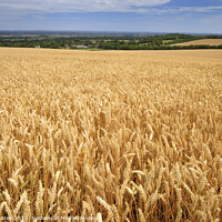 Buy canvas prints of Fields of wheat Lewes East Sussex by Chris Warren