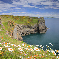 Buy canvas prints of Spring flowers at Lydstep headland near Tenby  by Chris Warren