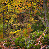 Buy canvas prints of Woodland at Aira Force Ullswater autumn colour by Chris Warren