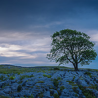 Buy canvas prints of Lone tree on Gordale Scar Malham North Yorkshire by Chris Warren